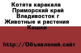 Котята каракала. - Приморский край, Владивосток г. Животные и растения » Кошки   